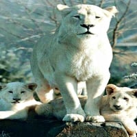 Albino Lion Cubs