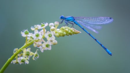 Dragonfly - white, blue, green, libelula, insect, flower, dragonfly