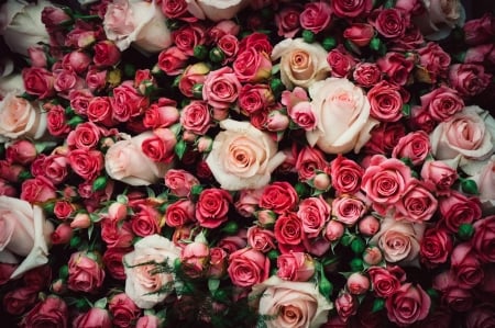 Roses - carpet, flower, rose, pink, trandafir, skin