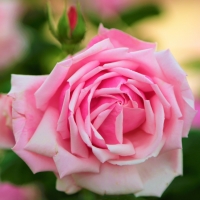 Pink rose