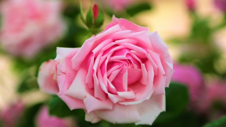 Pink rose - flower, rose, pink, trandafir, green