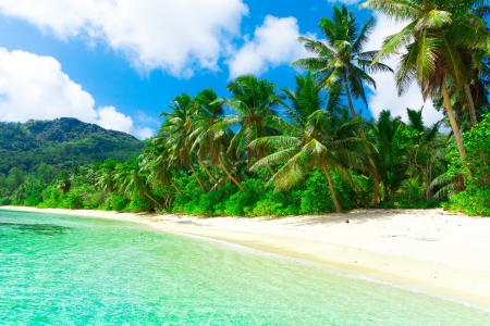 Summer beach - tropical, beach, palm trees, sand, summmer