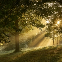 Trees and Sunbeams