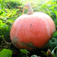 Red Pumpkin