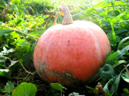 Red Pumpkin - Pink red pumpkin, beautiful red pumpkin, Beautiful pumpkin, red pumpkin