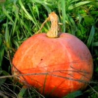 Like red pumpkin