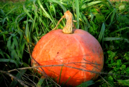 Like red pumpkin