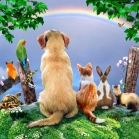 Animals Rainbow