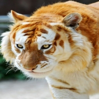 Rare Rare Golden Tiger