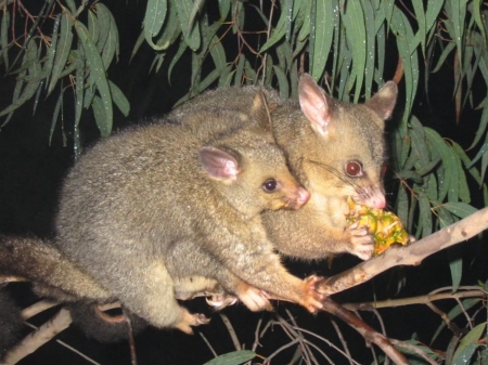 Common Brushtail Possum With Joey - brushtail, common, possum, with, joey