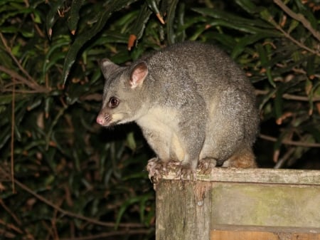 Common Brushtail Possum