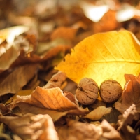 Leaves Walnuts