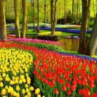 Sea of Tulips