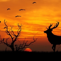 Sunset Deer