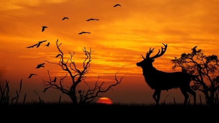 Sunset Deer - buck, birds, sunset, deer, shadow, tree