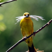 asian golden weaver