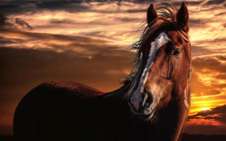 war horse - sunset, horse, war, clouds