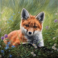 Fox