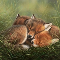 Sleeping foxes