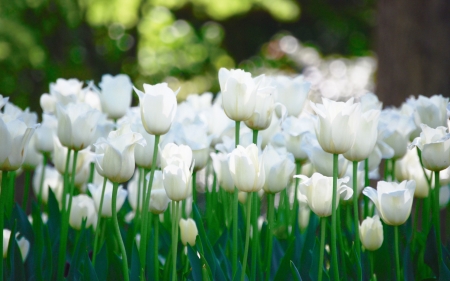 White tulips in the field - flowers, field, tulips, white