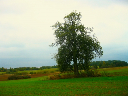 Pear Tree - big pear, big pear tree in fields, big old pear tree, old pear tree in fields