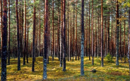 Forest in Latvia