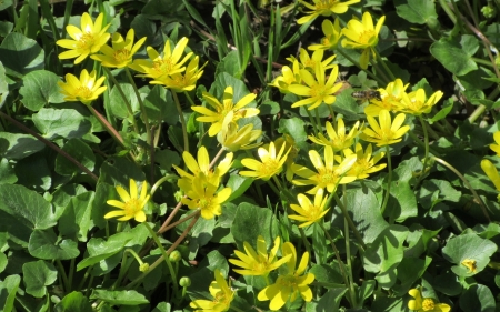 Yellow Wildflowers and Bee - flowers, bee, meadow, yellow