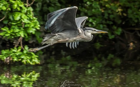 Flying Heron - animal, flight, bird, heron