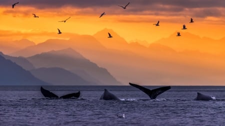 sunset whales - fun, sunset, nature, ocean, cool, whales