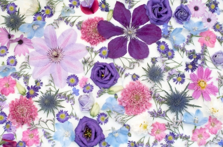 Flowers - skin, carpet, blue, clematis, rose, flower, pink, luminos