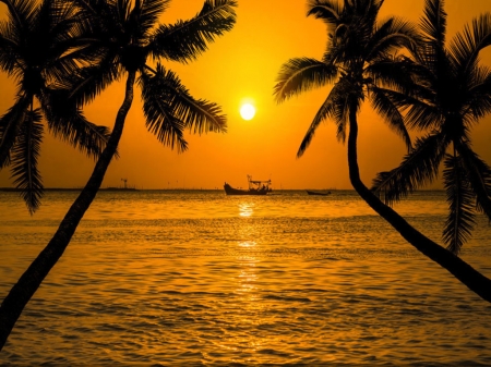 Sunset - silhouette, coconut trees, sunset, sea