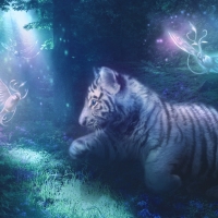 Tiger.jpg