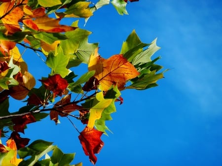 Foliage against the blue sky - fall, pretty, nature, blue, HD, orange, sky