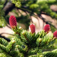 PINE LEAVES