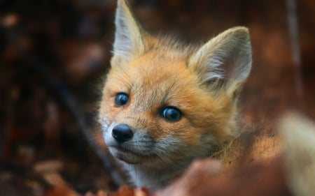 Fox - face, cub, animal, cute, vulpe, fox