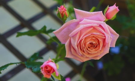 Roses - summer, green, trandafir, rose, fence, pink, vara