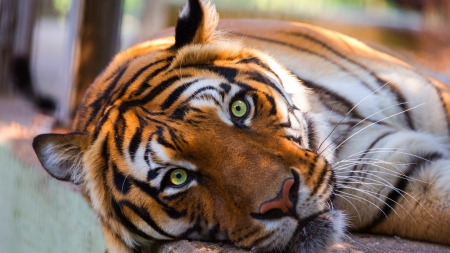 Tiger - animal, tigru, face, tiger, cat