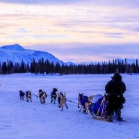 Dog Mushing