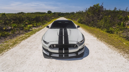 2018 shelby ford mustang gt350 - shelby, grass, ford, mustang