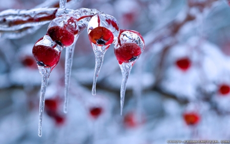 :-) - berries, winter, hd, frost, icicles