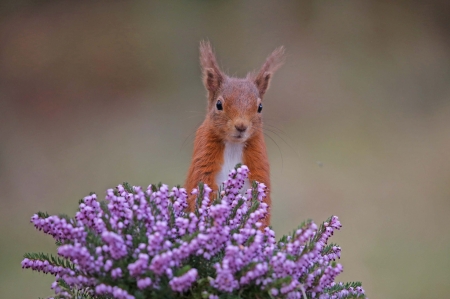 Squirrel - animal, cute, flower, pink, squirrel, veverita