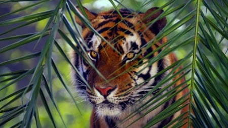 Tiger - animal, face, tigru, leaf, tiger, palm