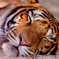 Sleeping tiger