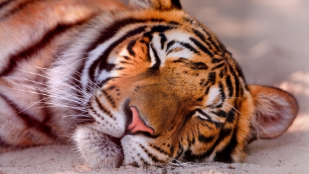 Sleeping tiger - face, animal, tiger, sleep, tigru