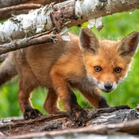 Fox cub