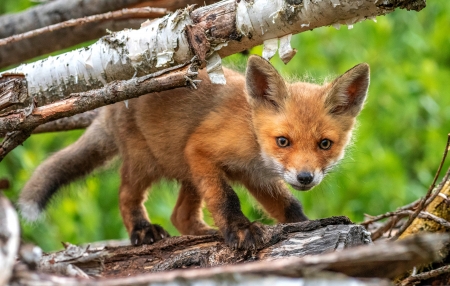 Fox cub - red, cub, animal, cute, orange, vulpe, fox, green