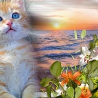 cats-beautiful-wave-art-sky-animal-kitten-nature-sunset-flowers-photos-wild