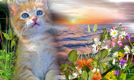 cats-beautiful-wave-art-sky-animal-kitten-nature-sunset-flowers-photos-wild - Meer, Sonne, Cats, Blume, Deutschland