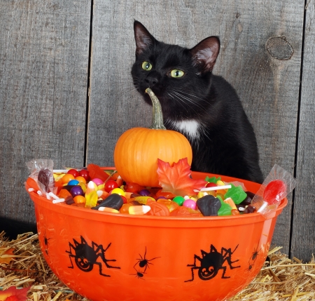 :) - black, pisici, halloween, orange, pumpkin, sweet, cat