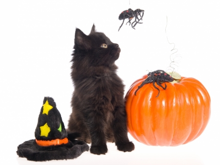 Happy Halloween! - hat, spider, pumpkin, orange, cat, witch, black, hallowen, kitten, pisici, card